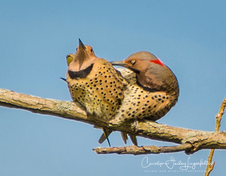 2017_04_26_Places_Chagrin River Park0035