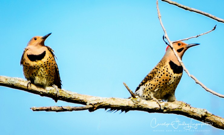 2017_04_26_Places_Chagrin River Park0038-Edit-2
