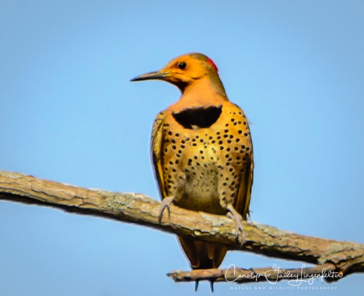 2017_04_26_Places_Chagrin River Park0050