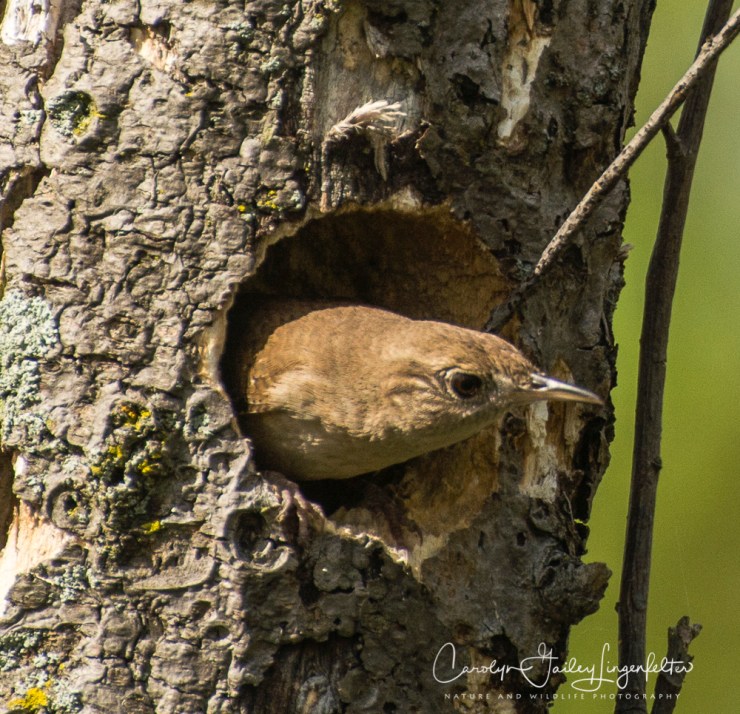 2017_04_26_Places_Chagrin River Park0054