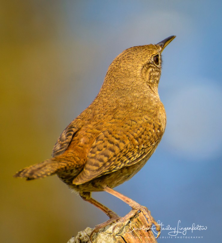 2017_04_26_Places_Chagrin River Park0062