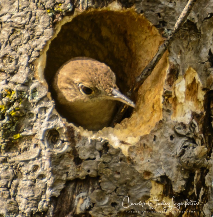 2017_04_26_Places_Chagrin River Park0077