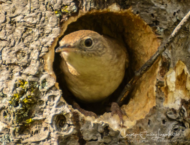 2017_04_26_Places_Chagrin River Park0083