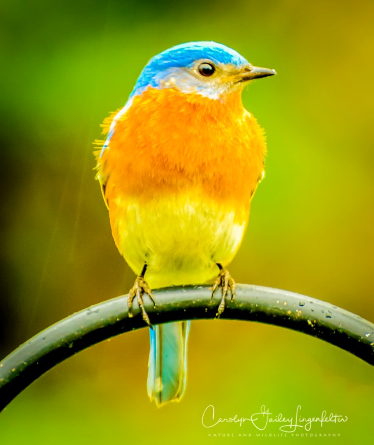 2017_04_28_Places_Backyard birding0005-Edit