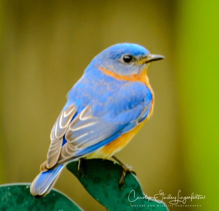 2017_05_02_Places_Backyard birding0062