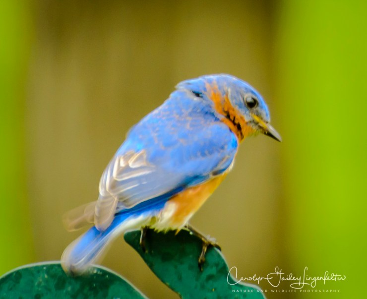 2017_05_02_Places_Backyard birding0063