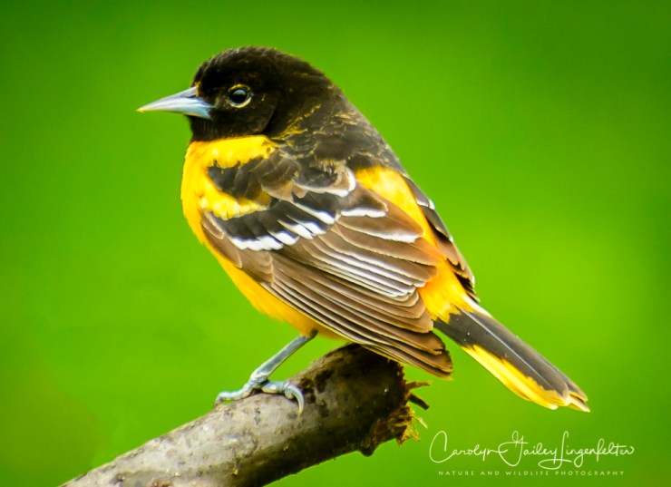 2017_05_02_Places_Backyard birding0064-Edit