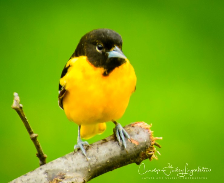 2017_05_02_Places_Backyard birding0067