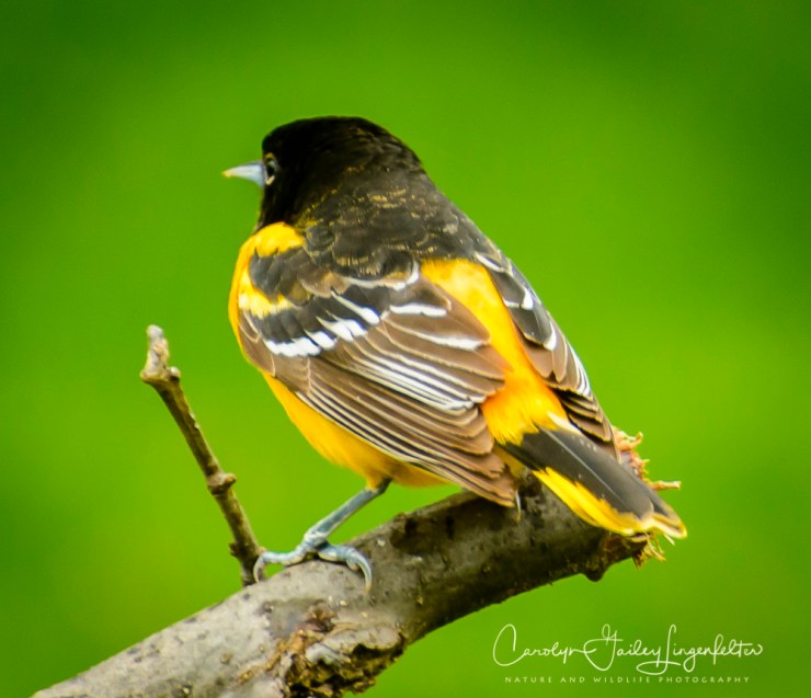 2017_05_02_Places_Backyard birding0070