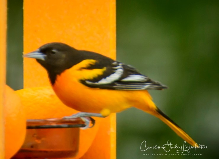 2017_05_04_backyard birding_back yard buffet_0026