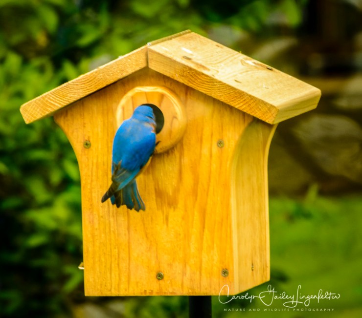 2017_05_12_Places_backyard buffet_0164