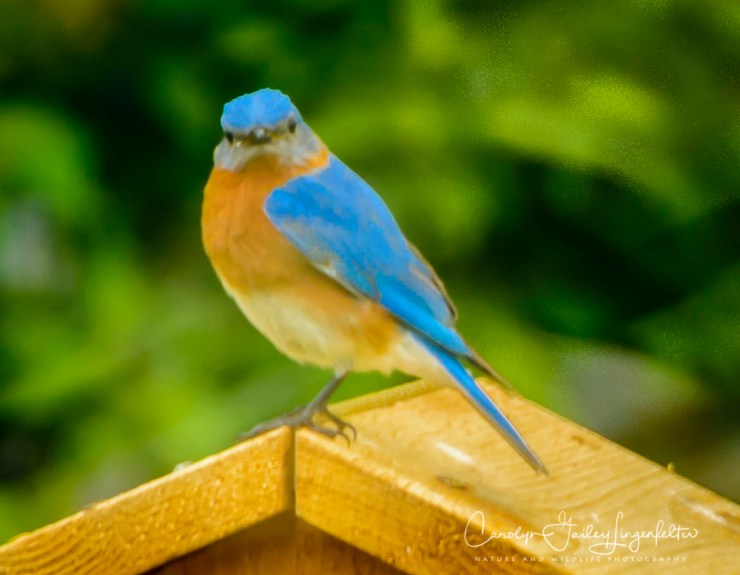 2017_05_12_Places_backyard buffet_0170