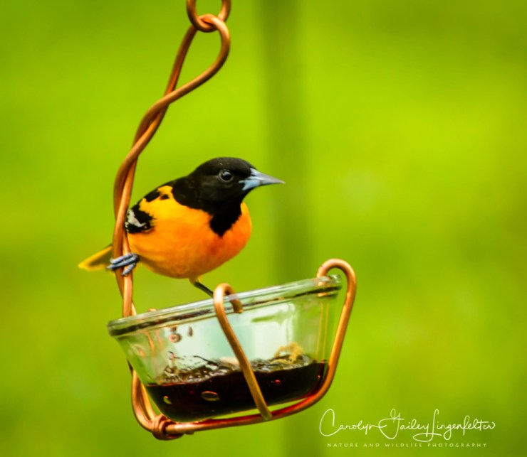 2017_05_13_Places_Chagrin River Park_0054