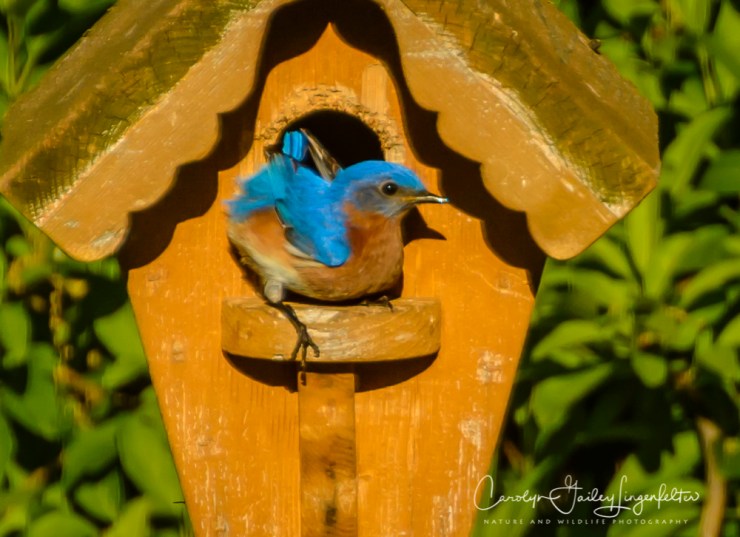 2017_05_15_Places_backyard buffet_0060