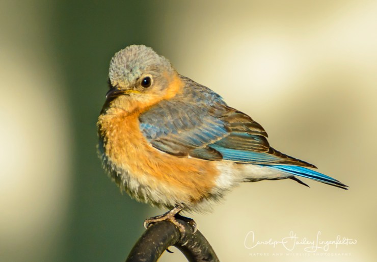 2017_05_15_Places_backyard buffet_0063