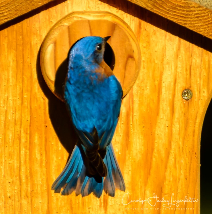 2017_05_15_Places_backyard buffet_0073