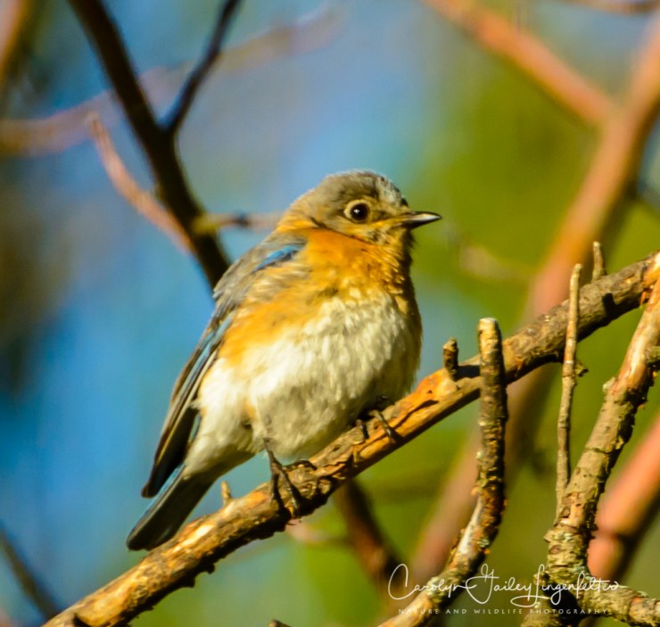 2017_05_15_Places_backyard buffet_0078