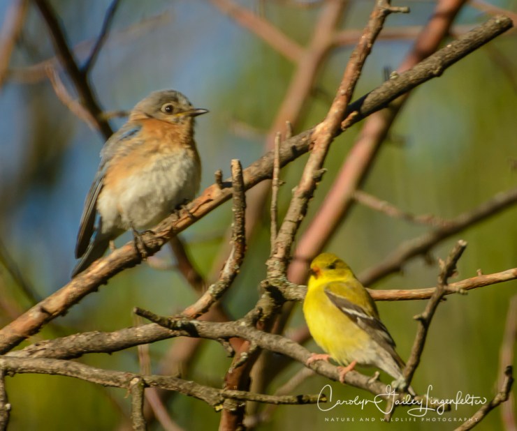 2017_05_15_Places_backyard buffet_0081