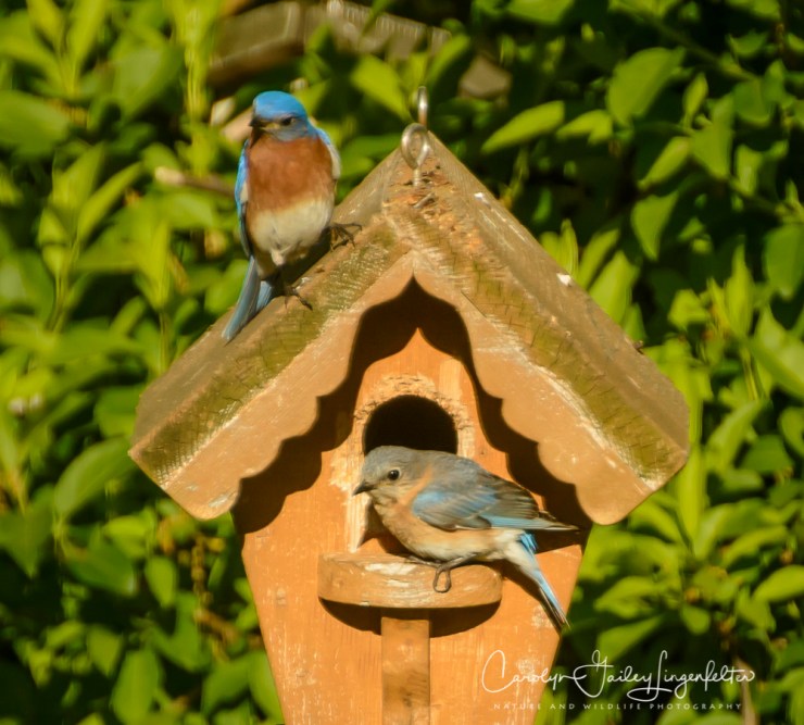 2017_05_15_Places_backyard buffet_0113