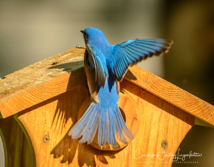 2017_05_15_Places_backyard buffet_0146