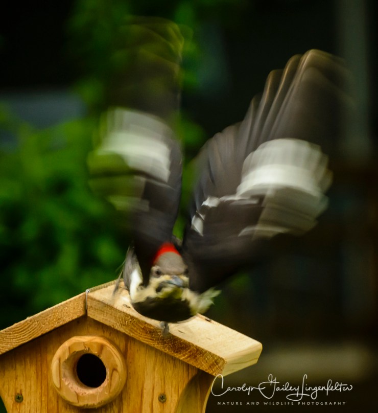 2017_05_20_Places_Backyard birding_0021