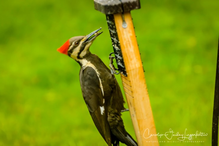 2017_05_20_Places_Backyard birding_0027