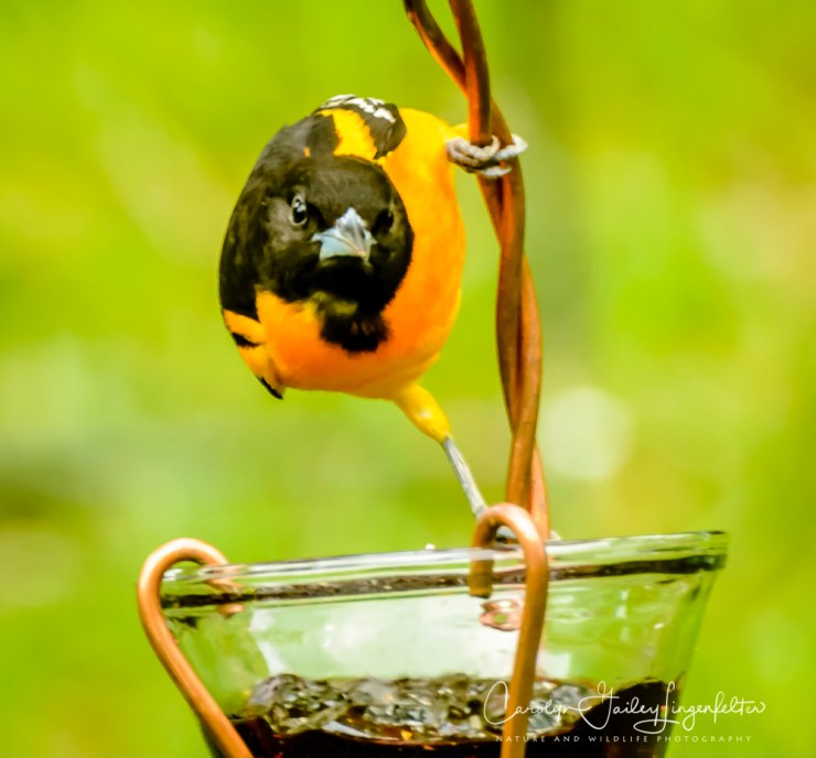 2017_05_20_Places_Backyard birding_0032