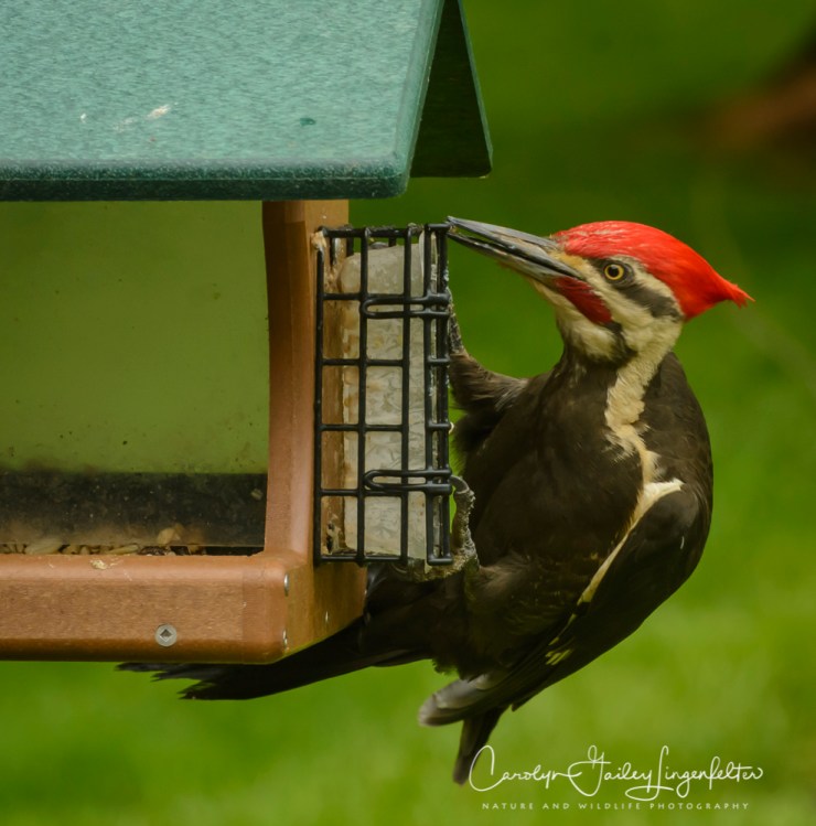 2017_05_24_Places_backyard buffet_0040
