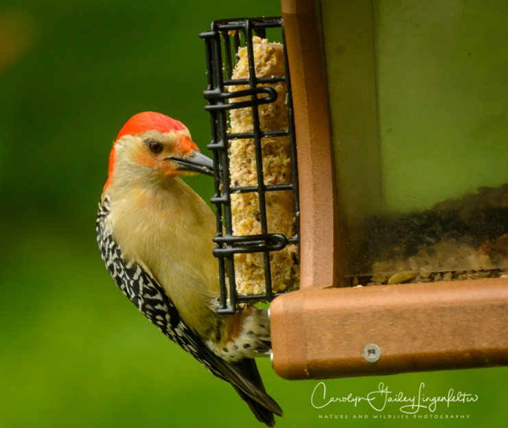 2017_05_24_Places_backyard buffet_0048
