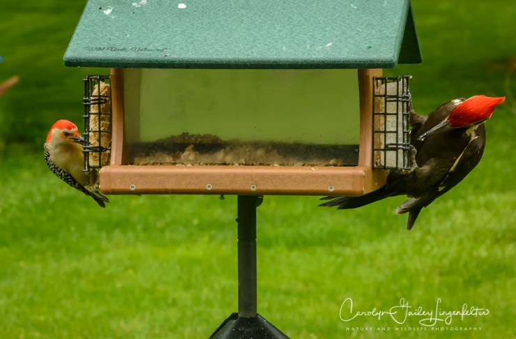 2017_05_24_Places_backyard buffet_0053