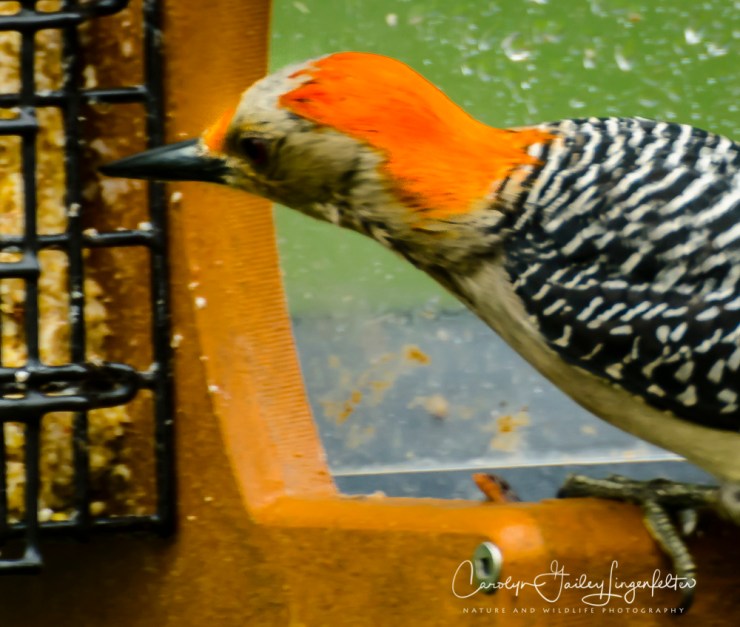 2017_05_26_Places_Backyard birding_0040
