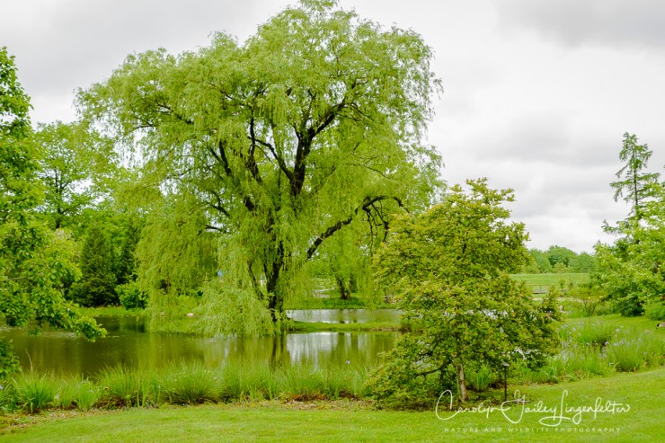 2017_05_26_Places_Holden Arboretum_0006