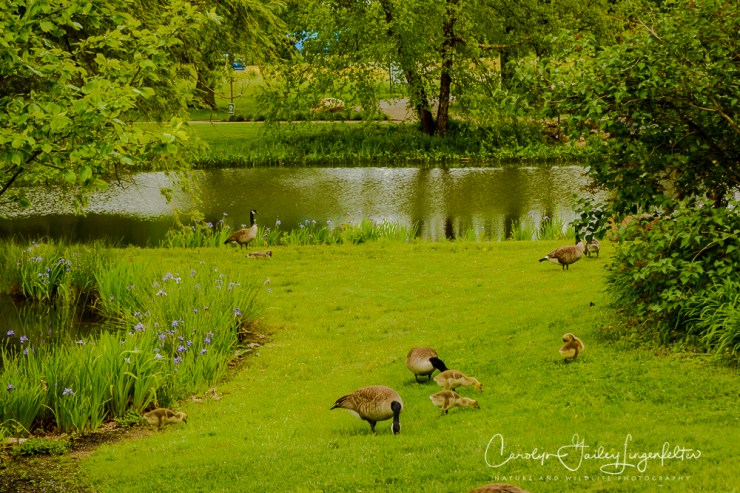 2017_05_26_Places_Holden Arboretum_0010