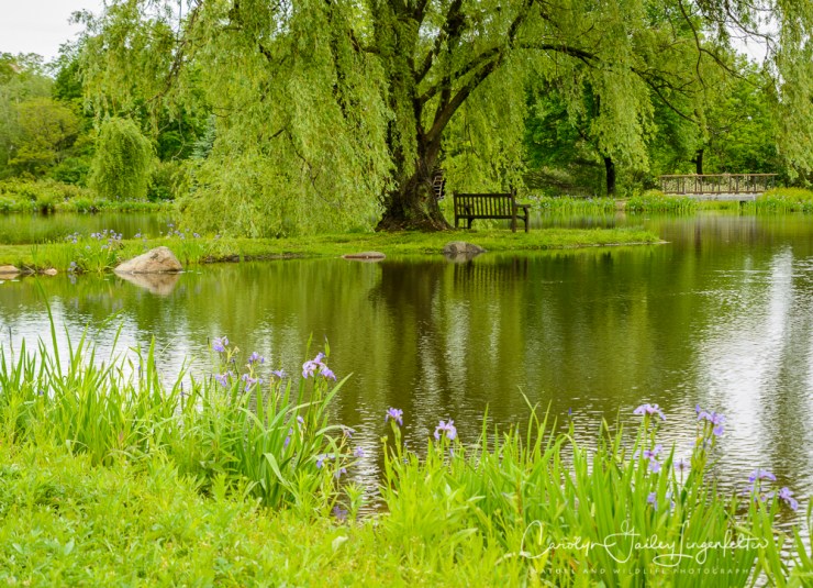 2017_05_26_Places_Holden Arboretum_0012