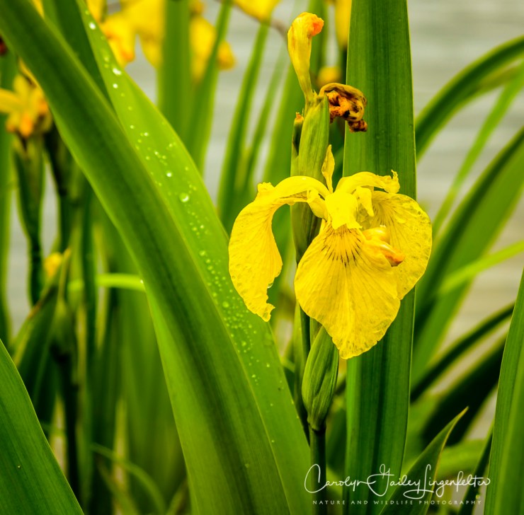 2017_05_26_Places_Holden Arboretum_0021
