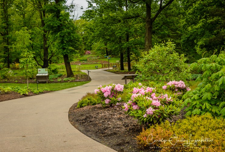 2017_05_26_Places_Holden Arboretum_0041