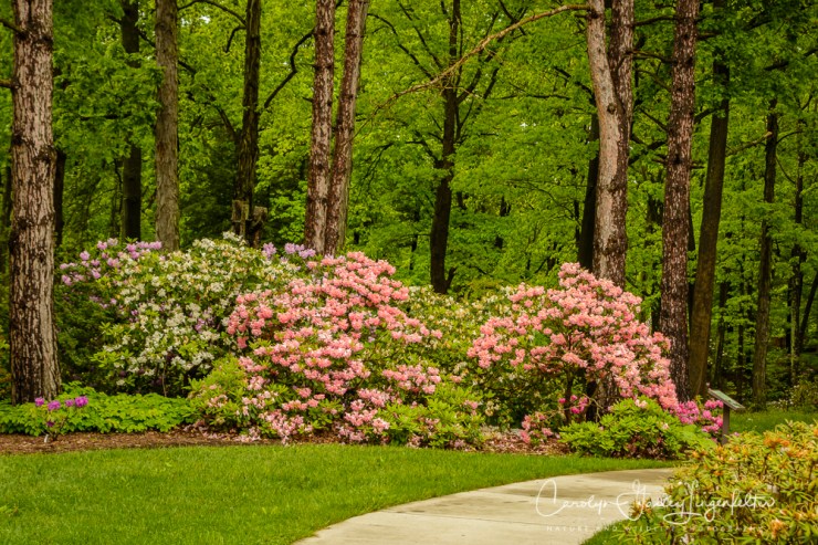2017_05_26_Places_Holden Arboretum_0044