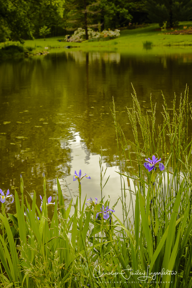 2017_05_26_Places_Holden Arboretum_0046