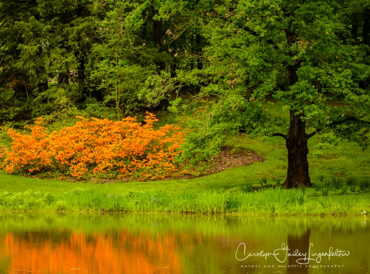 2017_05_26_Places_Holden Arboretum_0047