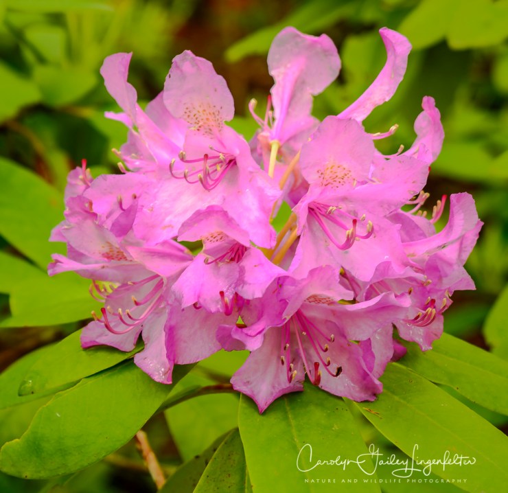 2017_05_26_Places_Holden Arboretum_0054