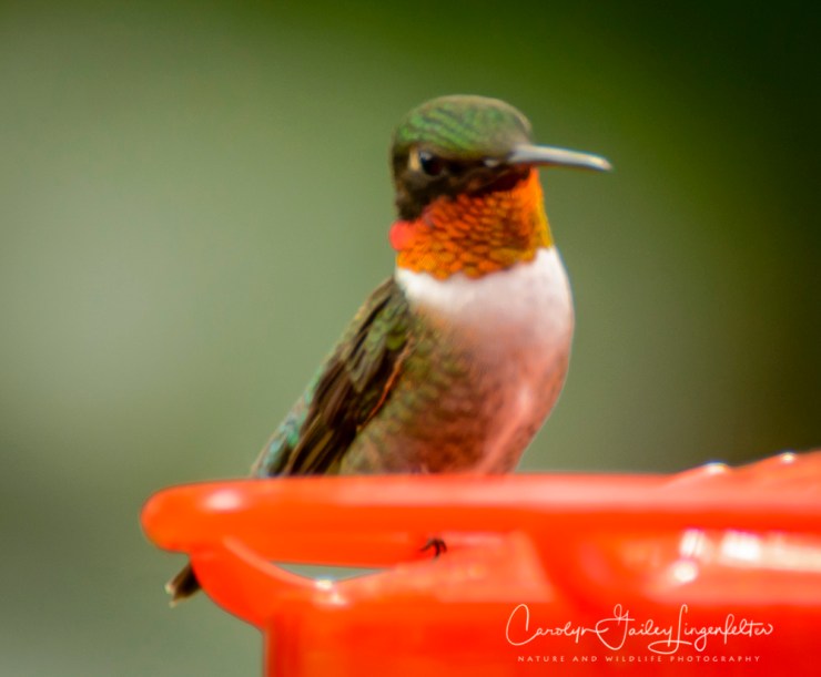 2017_06_03_Places_backyard buffet_0013