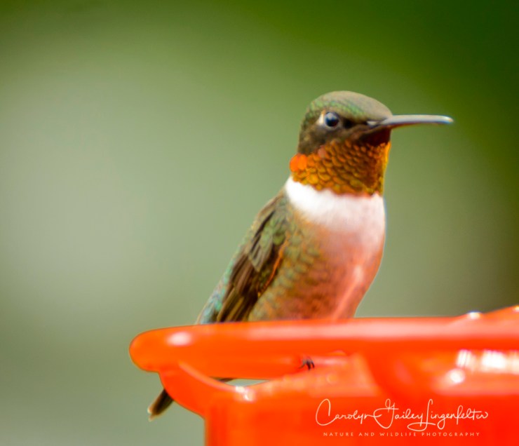 2017_06_03_Places_backyard buffet_0015