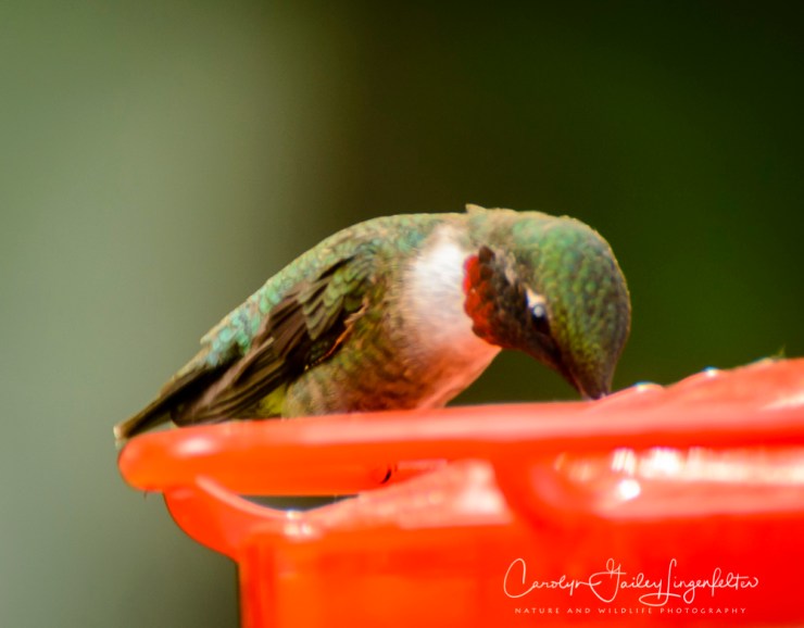 2017_06_03_Places_backyard buffet_0019