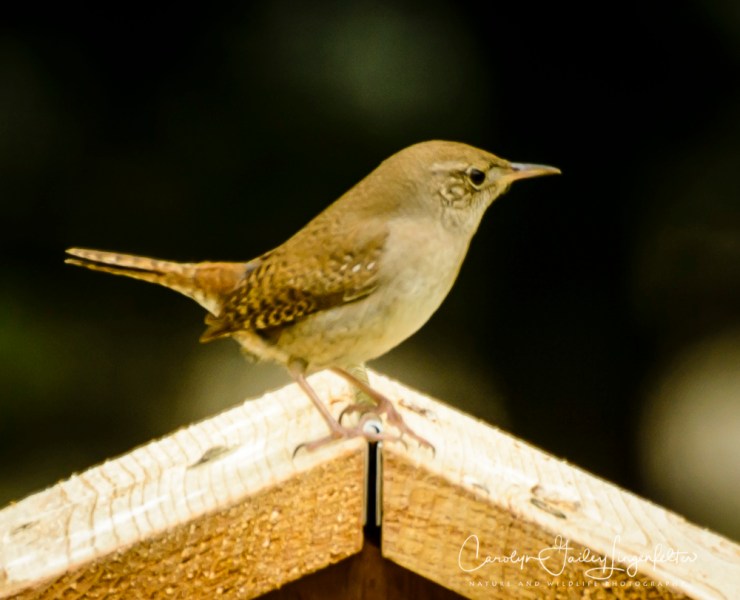 2017_06_05_Places_backyard buffet_0001