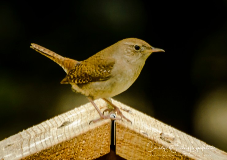 2017_06_05_Places_backyard buffet_0002