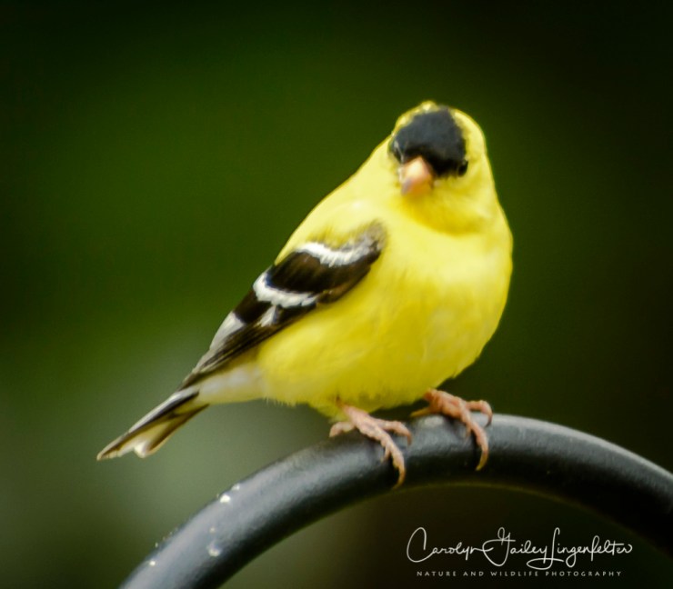 2017_06_05_Places_backyard buffet_0006