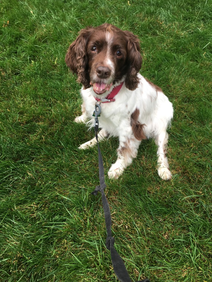 2017_06_14_Bob's recovery_Miscellaneous_0003