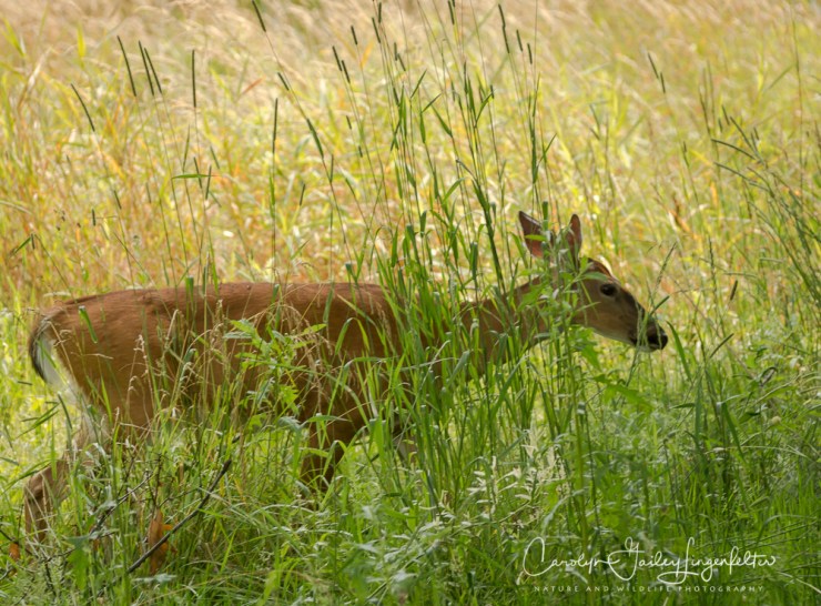 2017_07_11_Chagrin River Park_Summer 2017_0001