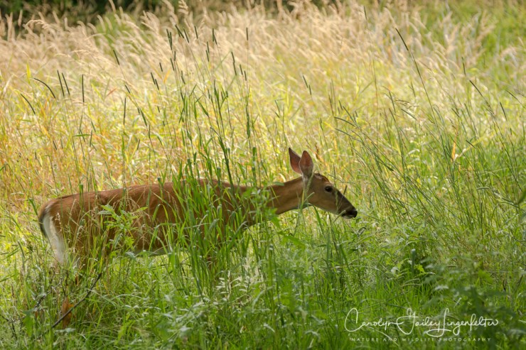 2017_07_11_Chagrin River Park_Summer 2017_0002