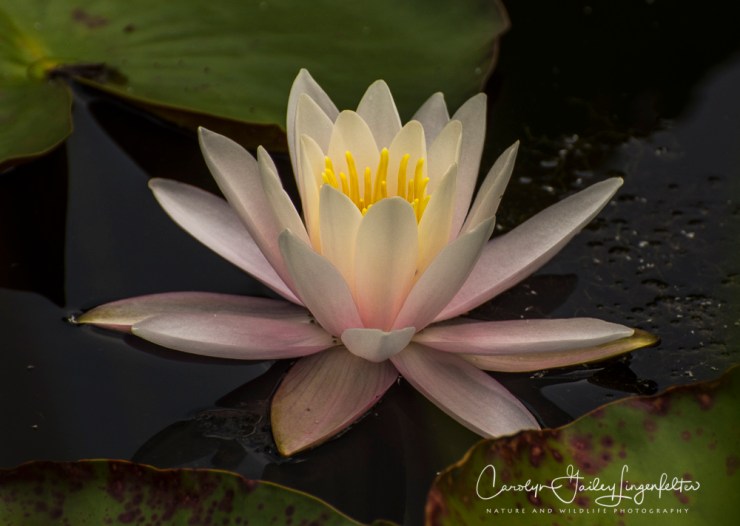 2017_08_10_Summer 2017_Holden & PenGlen_0013